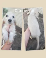 City, dapple piebald, a male Dachshund for sale in Tuscaloosa, AL – Photo 3 of 3