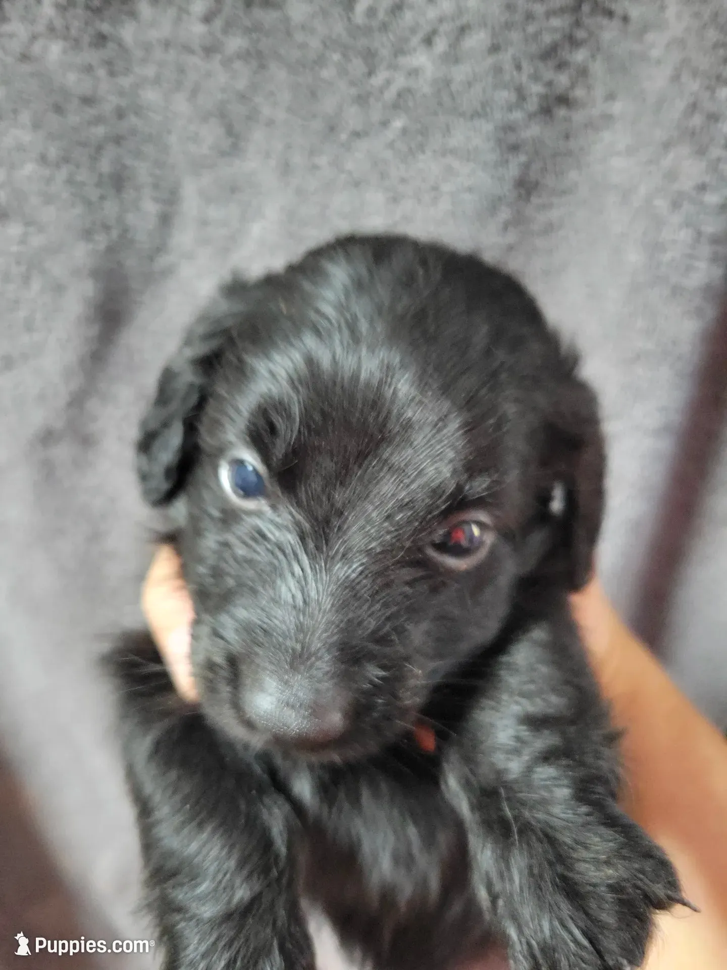 Mason, AKC, a male Miniature Dachshund for sale in Tuscaloosa, AL – 5 of 5