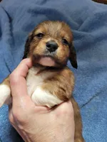 Barry, piebald long hair, AKC, a male Miniature Dachshund for sale in Tuscaloosa, AL – Photo 6 of 7