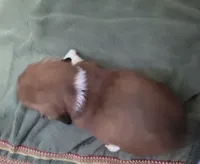 Barry, piebald long hair, AKC, a male Miniature Dachshund for sale in Tuscaloosa, AL – Photo 2 of 7