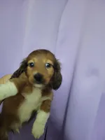 Barry, piebald long hair, AKC, a male Miniature Dachshund for sale in Tuscaloosa, AL – Photo 4 of 7