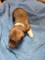 Barry, piebald long hair, AKC, a male Miniature Dachshund for sale in Tuscaloosa, AL – Photo 5 of 7