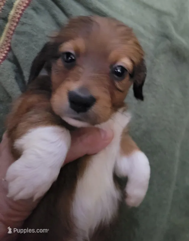Barry, piebald long hair, AKC – Miniature Dachshund puppy for sale in Tuscaloosa, AL