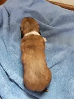 Barry, piebald long hair, AKC, a male Miniature Dachshund for sale in Tuscaloosa, AL – Photo 7 of 7