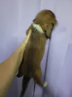 Barry, piebald long hair, AKC, a male Miniature Dachshund for sale in Tuscaloosa, AL – Photo 3 of 7