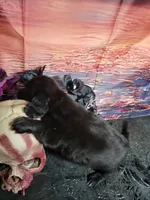 Lilo, a female Miniature Dachshund for sale in Tuscaloosa, AL – 6 of 8