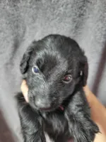 Lola, AKC, a female Miniature Dachshund for sale in Tuscaloosa, AL – 2 of 10