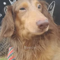 Royce, AKC merle , a male Dachshund for sale in Tuscaloosa, AL – Photo 3 of 7