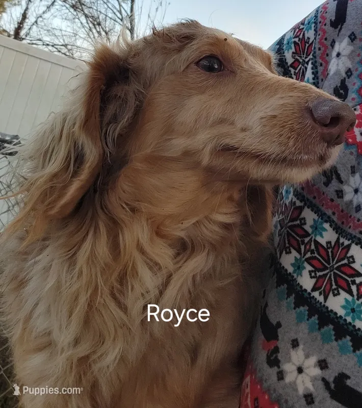 Royce, AKC merle proven