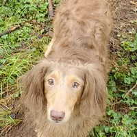 Royce, AKC merle , a male Dachshund for sale in Tuscaloosa, AL – Photo 2 of 7