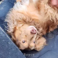 Royce, AKC merle , a male Dachshund for sale in Tuscaloosa, AL – Photo 4 of 7