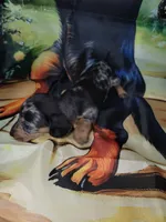 Vita, wire hair, a female Miniature Dachshund for sale in Tuscaloosa, AL – Photo 2 of 6