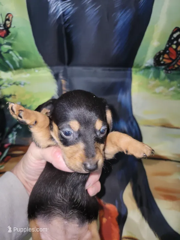Vita, wire hair – Miniature Dachshund puppy for sale in Tuscaloosa, AL