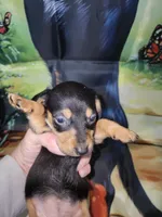 Vita, wire hair, a female Miniature Dachshund for sale in Tuscaloosa, AL – Photo 1 of 6