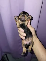 Vita, wire hair, a female Miniature Dachshund for sale in Tuscaloosa, AL – Photo 6 of 6