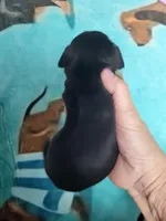 Vita, wire hair, a female Miniature Dachshund for sale in Tuscaloosa, AL – Photo 4 of 6