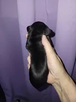 Vita, wire hair, a female Miniature Dachshund for sale in Tuscaloosa, AL – Photo 5 of 6