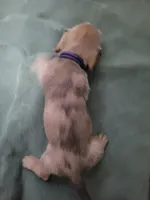 Kitty, wirehair, a female Miniature Dachshund for sale in Tuscaloosa, AL – Photo 4 of 4