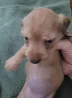 Kitty, wirehair, a female Miniature Dachshund for sale in Tuscaloosa, AL – Photo 3 of 4