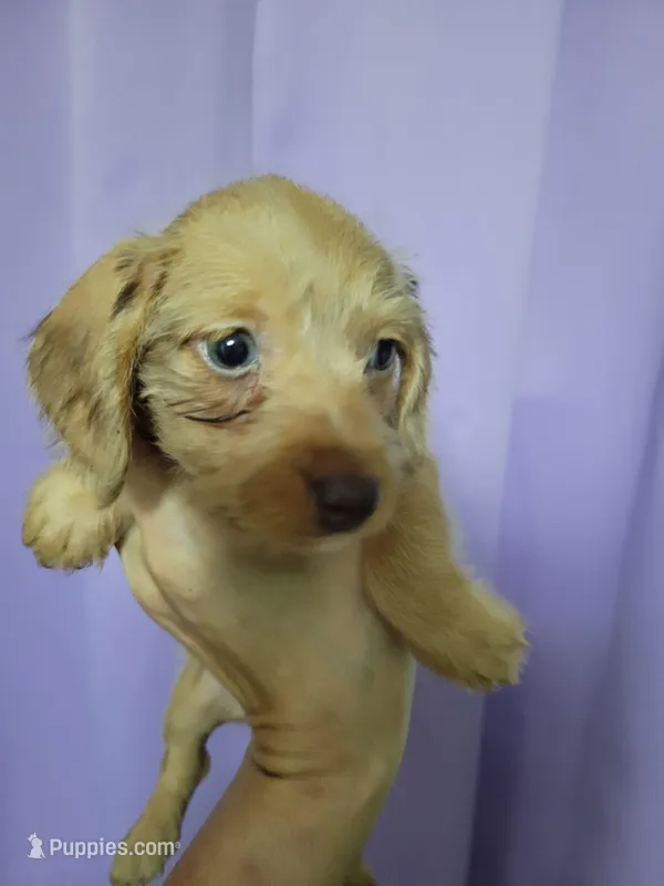 Kitty, wirehair, a female Miniature Dachshund for sale in Tuscaloosa, AL – Photo 1 of 4