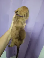 Kitty, wirehair, a female Miniature Dachshund for sale in Tuscaloosa, AL – Photo 2 of 4