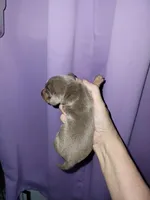 Vitor, wirehair dilute, a male Miniature Dachshund for sale in Tuscaloosa, AL – Photo 6 of 6