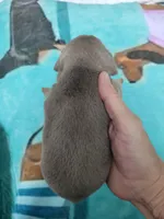 Vitor, wirehair dilute, a male Miniature Dachshund for sale in Tuscaloosa, AL – Photo 3 of 6