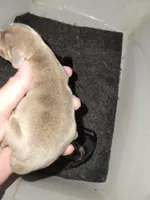 Vitor, wirehair dilute, a male Miniature Dachshund for sale in Tuscaloosa, AL – Photo 5 of 6