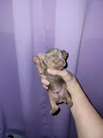 Vitor, wirehair dilute, a male Miniature Dachshund for sale in Tuscaloosa, AL – Photo 4 of 6