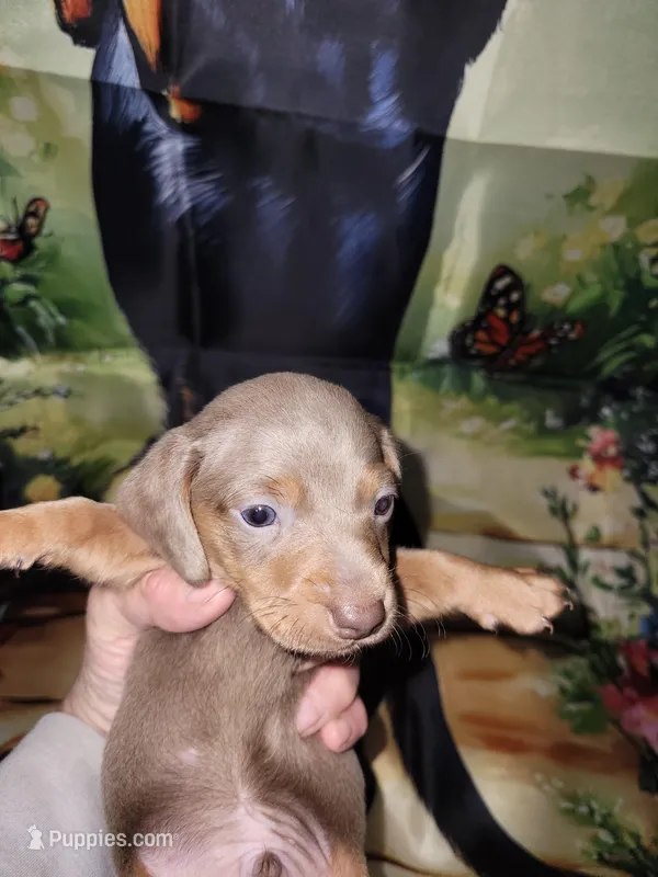 Vitor, wirehair dilute – Miniature Dachshund puppy for sale in Tuscaloosa, AL