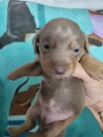 Vitor, wirehair dilute, a male Miniature Dachshund for sale in Tuscaloosa, AL – Photo 2 of 6