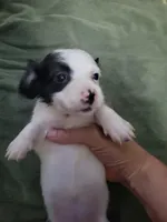 Lesley, piebald long hair, AKC, a female Miniature Dachshund for sale in Tuscaloosa, AL – Photo 3 of 4