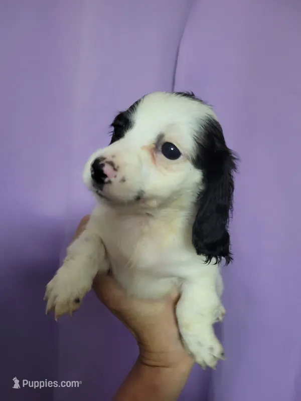 Lesley, piebald long hair, AKC – Miniature Dachshund puppy for sale in Tuscaloosa, AL