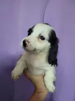 Lesley, piebald long hair, AKC, a female Miniature Dachshund for sale in Tuscaloosa, AL – Photo 1 of 4