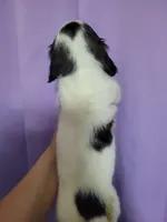 Lesley, piebald long hair, AKC, a female Miniature Dachshund for sale in Tuscaloosa, AL – Photo 2 of 4