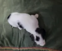 Lesley, piebald long hair, AKC, a female Miniature Dachshund for sale in Tuscaloosa, AL – Photo 4 of 4