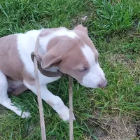Prince, rescue, a male American Pit Bull Terrier for sale in Tuscaloosa, AL – Photo 4 of 4
