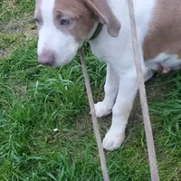 Prince, rescue, a male American Pit Bull Terrier for sale in Tuscaloosa, AL – Photo 3 of 4
