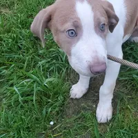 Prince, rescue, a male American Pit Bull Terrier for sale in Tuscaloosa, AL – Photo 2 of 4