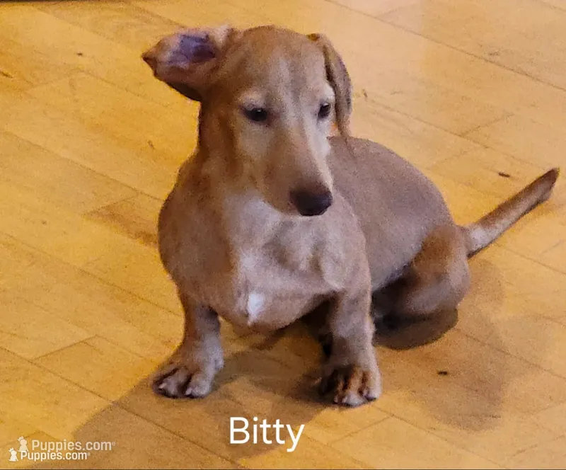 Bitty, Wirehair, AKC – Miniature Dachshund puppy for sale in Tuscaloosa, AL