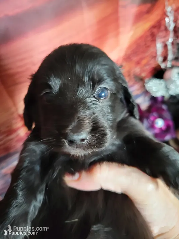 Lilo – Miniature Dachshund puppy for sale in Tuscaloosa, AL