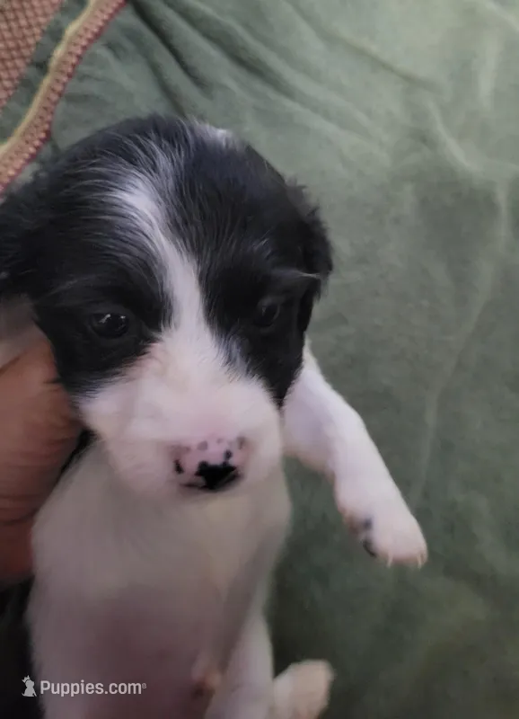 Robin, piebald long hair, AKC – Miniature Dachshund puppy for sale in Tuscaloosa, AL