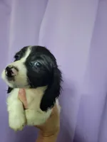 Robin, piebald long hair, AKC, a male Miniature Dachshund for sale in Tuscaloosa, AL – Photo 3 of 4