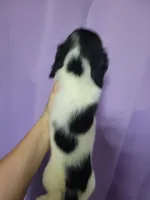 Robin, piebald long hair, AKC, a male Miniature Dachshund for sale in Tuscaloosa, AL – Photo 4 of 4