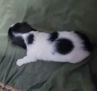 Robin, piebald long hair, AKC, a male Miniature Dachshund for sale in Tuscaloosa, AL – Photo 2 of 4