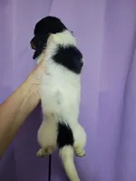 Andi, piebald brindle long hair, AKC, a female Miniature Dachshund for sale in Tuscaloosa, AL – Photo 2 of 4