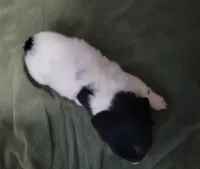 Andi, piebald brindle long hair, AKC, a female Miniature Dachshund for sale in Tuscaloosa, AL – Photo 4 of 4