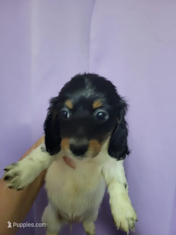 Andi, piebald brindle long hair, AKC – Miniature Dachshund puppy for sale in Tuscaloosa, AL