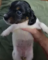 Andi, piebald brindle long hair, AKC, a female Miniature Dachshund for sale in Tuscaloosa, AL – Photo 3 of 4