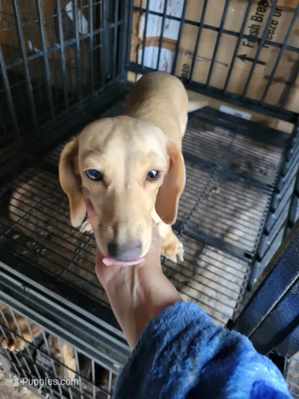 Maggie, cream retired